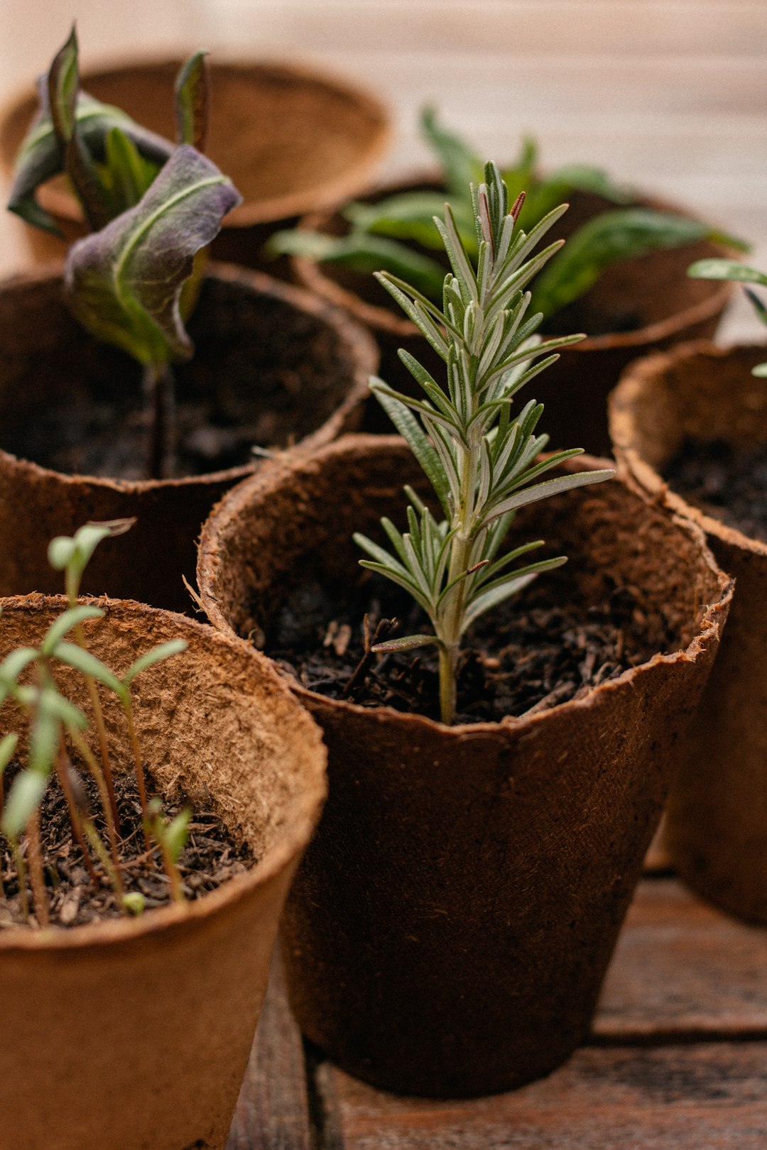 brown-and-green-plant-in-brown-clay-pot-tqz9dftu1kk