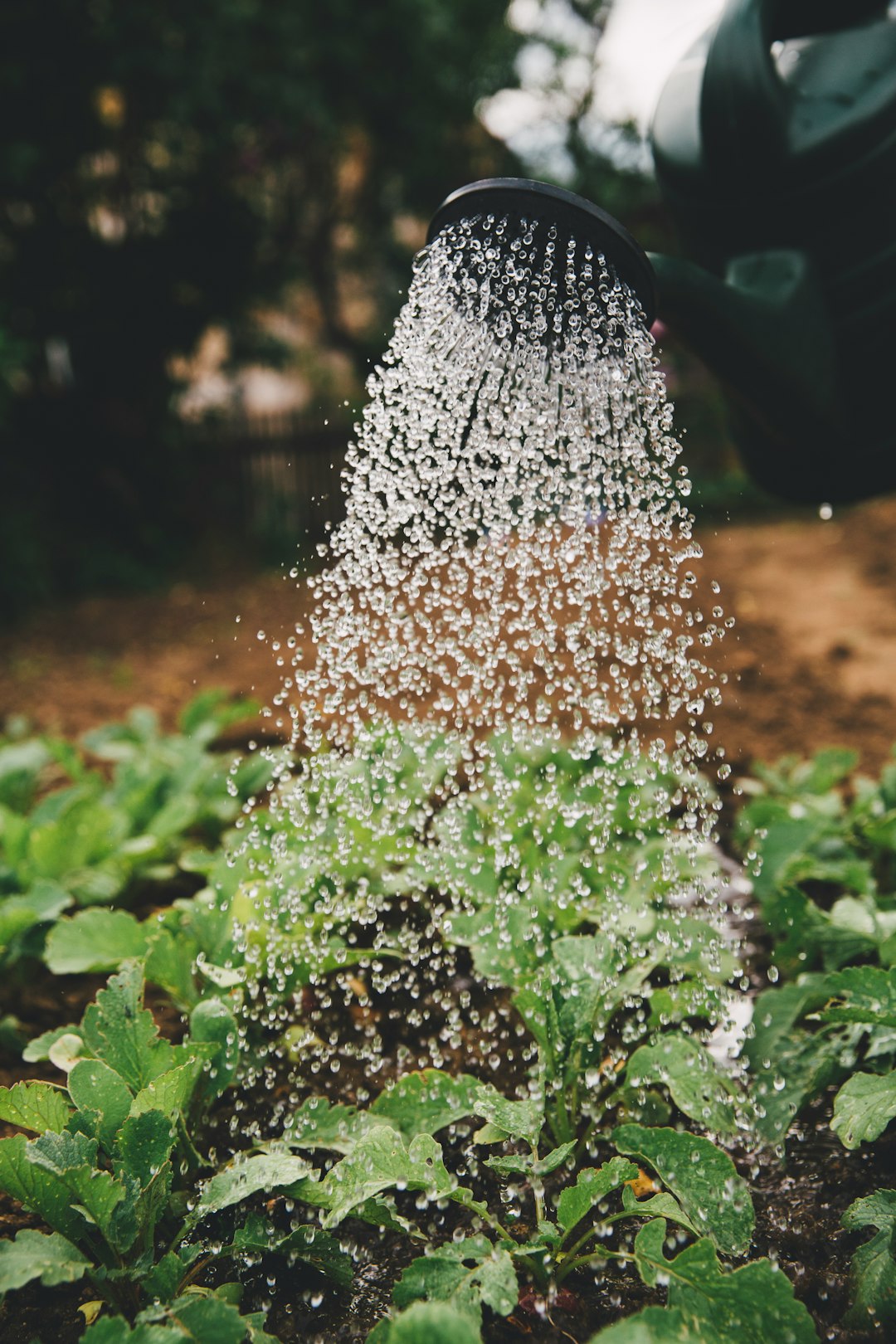 Support yourself – Urban Gardening – self-supply – self-sufficiency