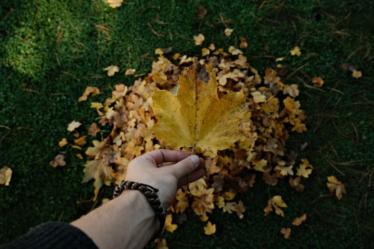 A hand holding a dry yellow leaf over a pile of fall leaves on grass, capturing the essence of autumn.